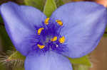 Hairyflower spiderwort